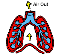 科普 | 饭后不能吃水果?你猜这是真的还是假的