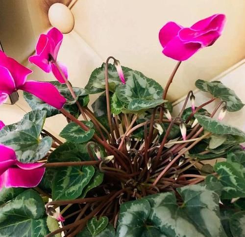  『适合』3种植物花期贼长，最适合室内盆栽赏花，好看好养好爆盆