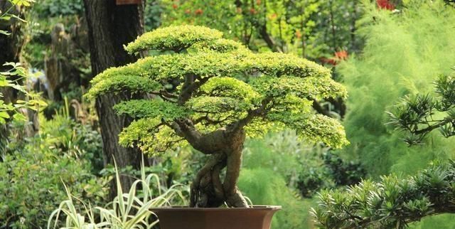  『树桩』树桩盆景造型，关键在蓄干，才能使树干苍劲有力，枝叶青翠繁茂！