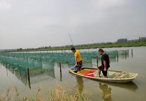  能手|黄鳝人工繁育新进展！看养鳝能手如何养出“本土鳝鱼”