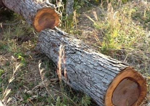  木材■在农村有种树一直被农民当柴烧，你知道现在值五六千一斤