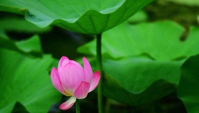 王维山水诗的经典之作,淡泊如诗如画,美了何止千年!