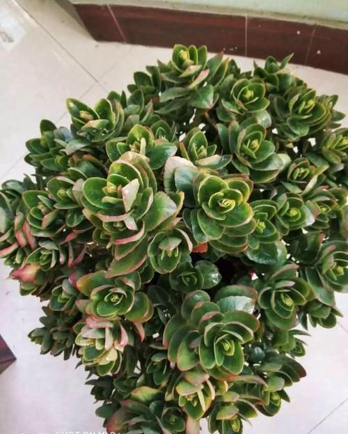  #图片作者#长寿开花不过瘾，学会1招，花苞多的能盖叶！
