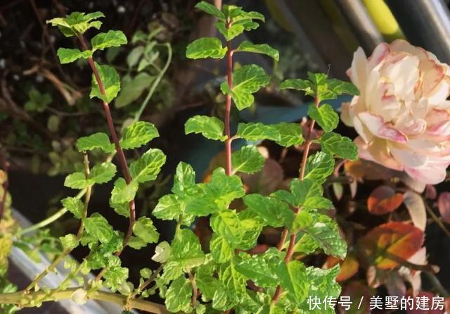  「水果鼠尾草」6种香香花，厨房客厅都能养，闻着香吃着也香，摘一把长10盆！
