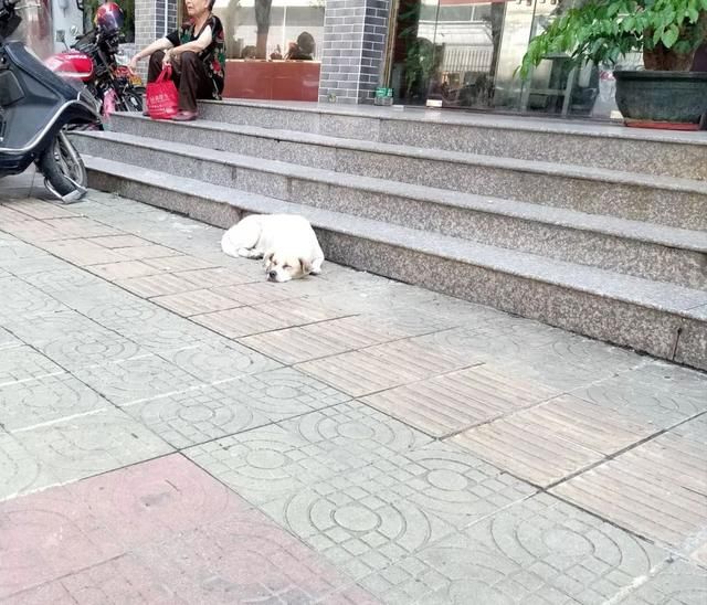 韶关花城社区恶狗咬人？不存在的，请停止转发谣言！