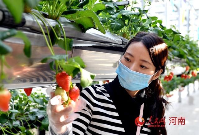  「草莓」河南夏邑：草莓空中挂 游人禾下行