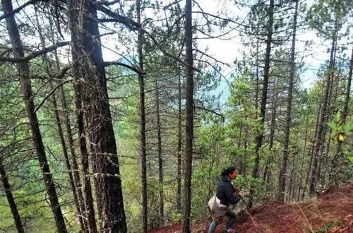  #独特的香味和#5年才能长成，在日本3万元一斤，认为它“以形补形”，真的吗？