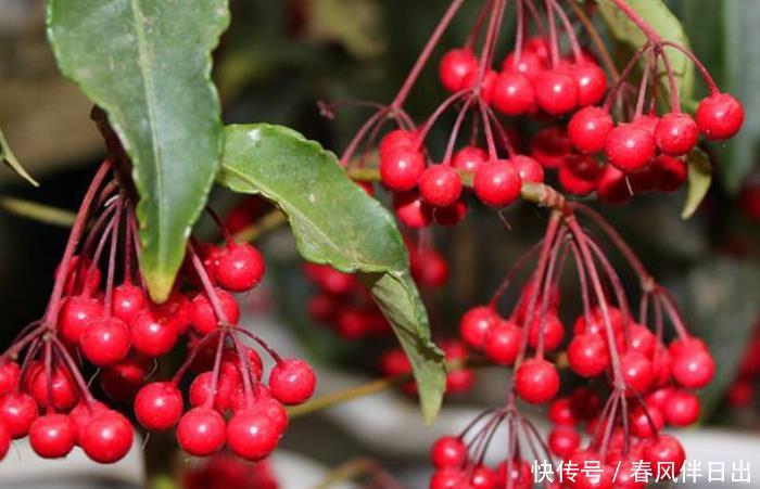  『虎皮兰』金钱树、富贵竹都不如这“4种花”，随便养一盆，添财又添福！