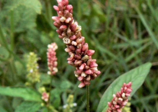 水田里比“辣椒”还辣的野草，磨成粉可以“抓鱼”，说不定你认识