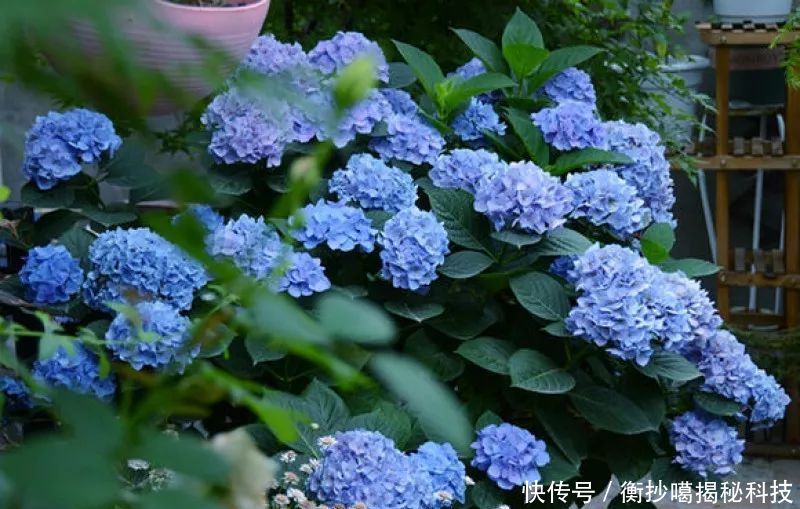  小妙■养花小妙招，花开爆满盆