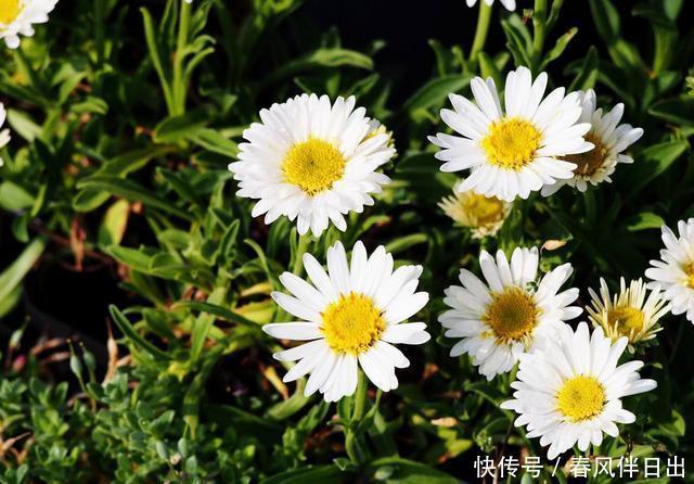 「艳丽」喜欢在阳台上养花,就选择此几种,花色艳丽抓人眼球,谁养谁喜欢