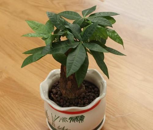  「吸收」客厅盆栽花选2种植物做盆景，既好看又招财，连净化器都省了