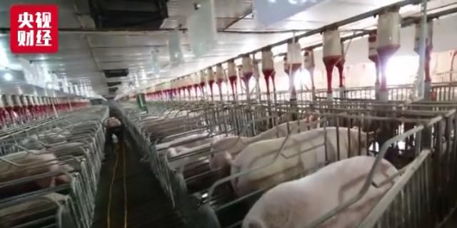 国家发改委：将扩大养猪场产能 启动补贴联动机制