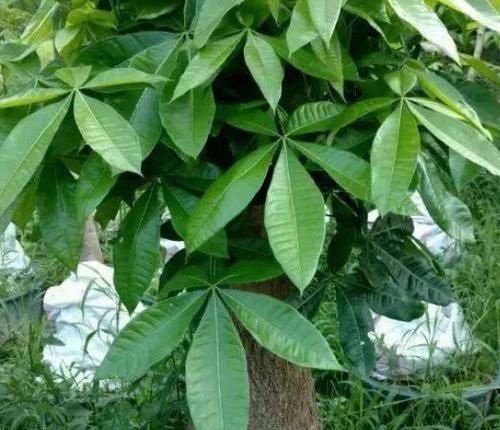  『叶子更加』养花时往花盆里扔几样东西，不用多久，植物就能开满爆盆了