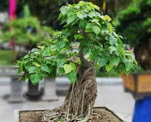  暖凉爽的环：22种天生就是最好的盆景植物，你认识几种？