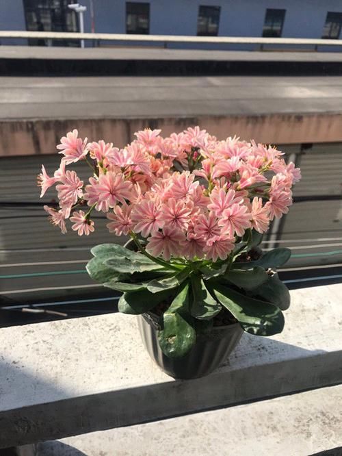  琉维草：新型盆栽绿植—琉维草，花色美丽，四季开花，种植容易，值得拥有