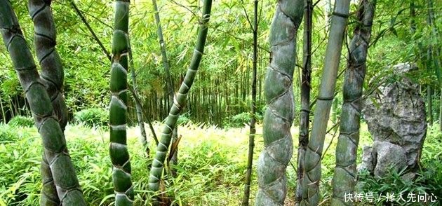 农民见到这种竹子，记得带回家，它非常珍贵，一棵能卖上千元