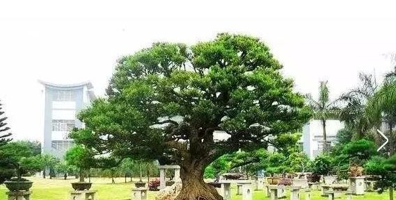  做成■这几种绿植做成盆景十分奇妙,养护简单,几乎每家都有一盆!