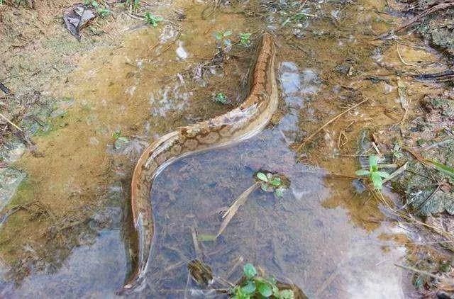  「泥鳅」农村一种体型像刀的鱼，市面上70元1斤，为何没人敢养？