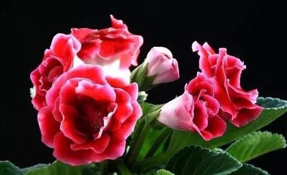  #长春花#这5款“开花机器”，好看好养，一开300多天，花色鲜艳长爆盆