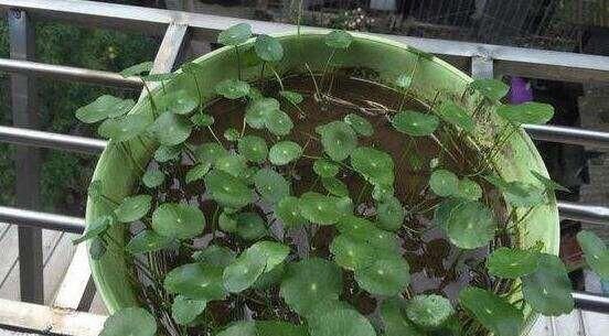 【绿油油】一个玻璃瓶,放几根铜钱草,2个月长满瓶,叶子大又亮,养眼清新