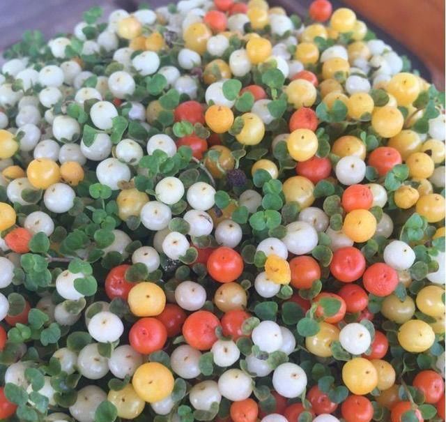  观花植|这3种“观果”植物，比花还要美，好看又好养，不养一盆就亏了