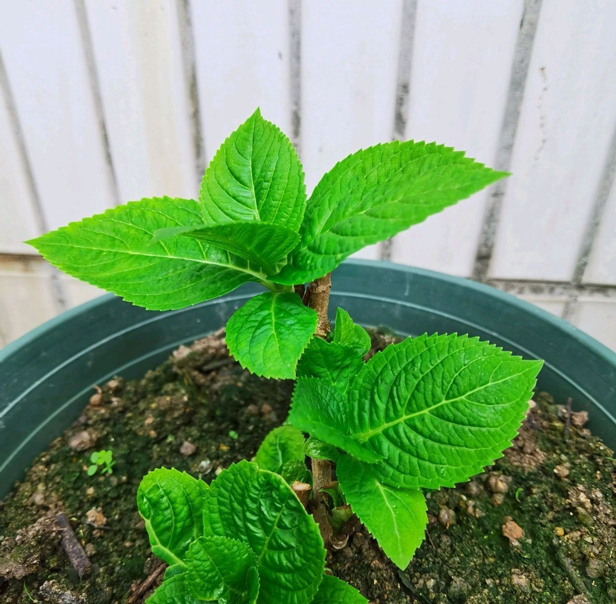 #出大#春季扦插绣球花有技巧,选对枝条是关键,一个月就能出大花苞