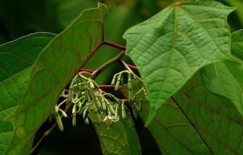  『毒植物』这东西，俗称“一杯醉”，价值珍贵却有毒，野外遇见，请勿乱碰！