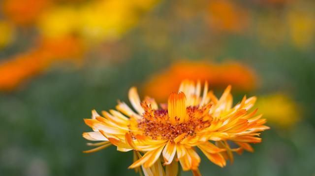 「适合」有5种花卉,花色绚丽,花期长,优美妖娆,适合在阳台养护和观赏