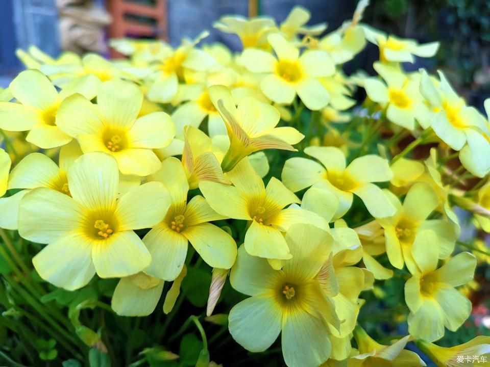  春天@我家的花花草草第十三季-鼠年春天花开满园