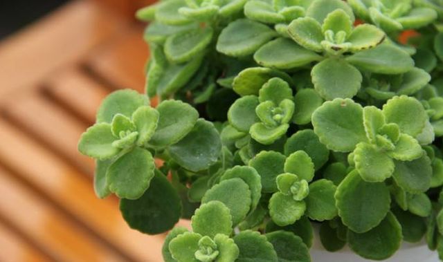  『真好玩』这种植物真好玩，越碰越香，摘片叶子砸一砸，还能熏蚊子