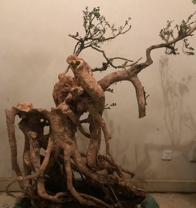 『悬崖式盆景』盆景大咖说玩盆景少不了玩根,那么盆景桩头的根系造型有哪些
