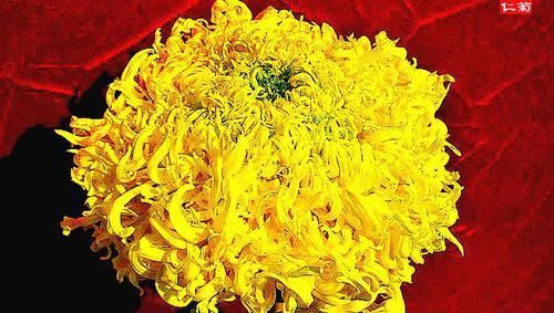  【喜欢】喜欢菊花，就养盆“菊中珍品”金龙献爪，似金龙出海，霸气十足