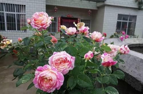  [生活]40岁之前，赚钱养家，40岁之后，种菜养花！