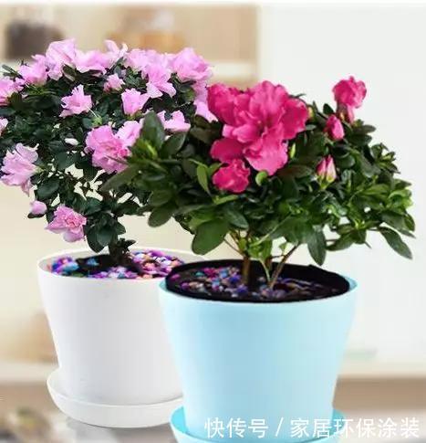 盆栽|别人家的盆栽杜鹃花,为什么总是那么美,而你的总是掉叶子