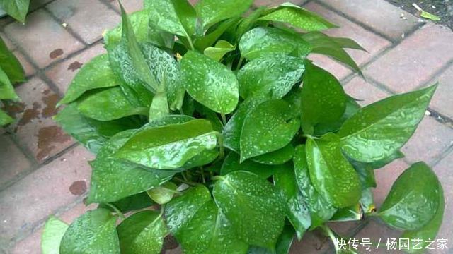  绿萝■绿萝“常年”有“3怕”，难怪“烂根”又黄叶，现在纠正也不晚