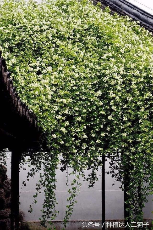 此花是“天下第一香”，花期长达180天，比桂花香十倍，沾土即活