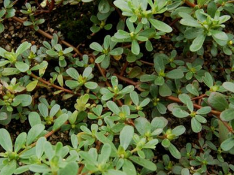 农村很常见的一种草，农民见了就锄掉，不料现在成了美味佳肴！