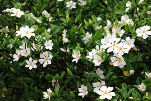  [栀子花]最厉害的养花营养液：给栀子花喝一勺，叶片翠绿，花开满枝头！