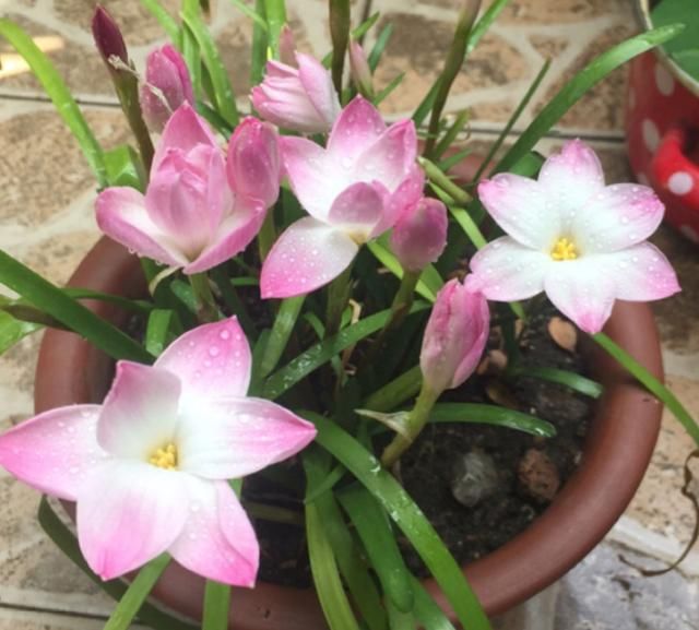 『兰和风雨兰』路边一种“韭菜”花,种盆里太养眼,一淋雨就开花