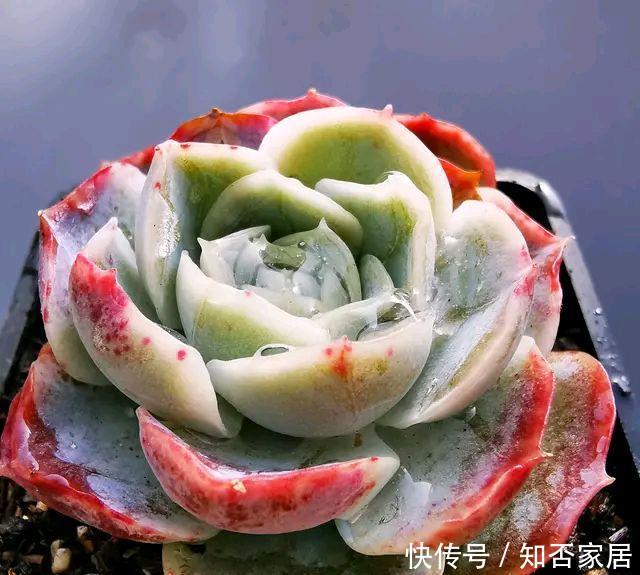「夏季高温和」多肉怎么晒太阳,中午以后才能晒到太阳的地方好养多肉吗?