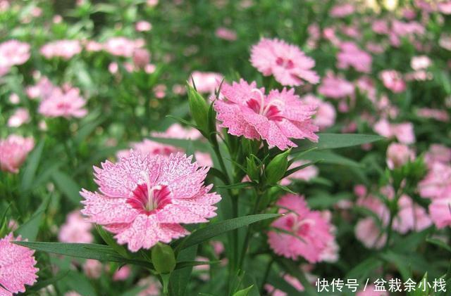 【石竹花】如果有院子,养上一片石竹花,皮实独特,夏天全是新鲜花
