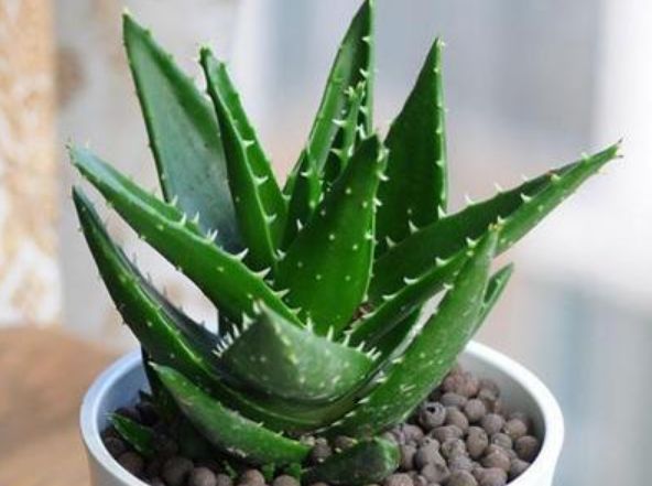  『漂亮』3种花养卧室，促进睡眠质量，植株漂亮上档次，一觉睡到自然醒！