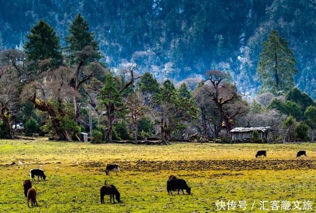 林芝的秋天，才是你最不该错过的天堂，有一百种秋色等你pick