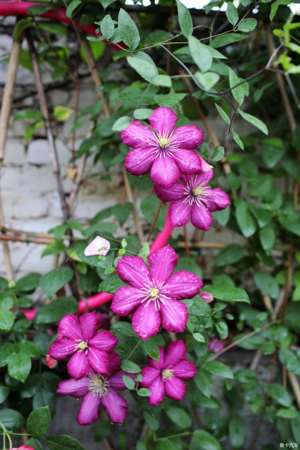 「终于」终于等到花开满墙