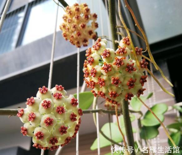  『藤蔓』不会养球兰？学学此“方法”，藤蔓蹭蹭爬，挂满大花球