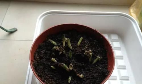 绿萝■黄叶快死的五种花卉,狠狠给它剪秃了,过几天呼呼长出一大堆