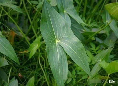  害草@农田里一大害草，根部似芋头，营养比菠菜更高，现在被广泛种植