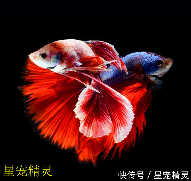 孔雀鱼繁殖100+只,你的小孔雀鱼能成活多少