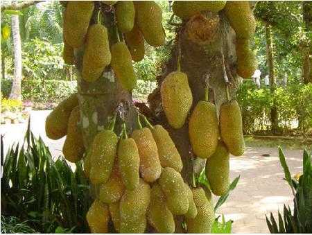 水果摊上的一种水果皇后,50多一斤,熟透烂了